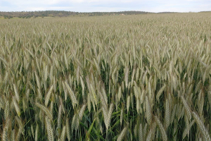 07-Saleroso-en-norte-de-Cordoba