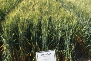 08-Santaella