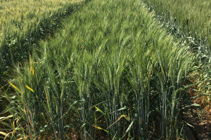 11-Zaidin