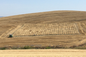 20-Cosecha-de-ensayos