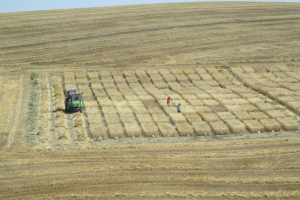 21-Inicio-de-la-cosecha