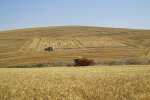 22-Cosechando-a-la-vez-que-el-agricultor
