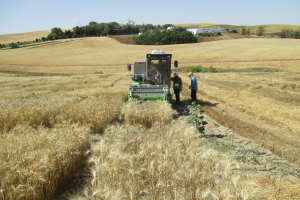 23-Cosecha-en-La-Origuela