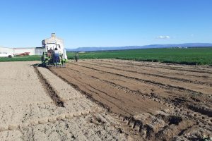 01.-Siembra-de-ensayos