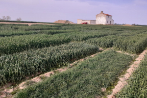 05.-Ensayos-ensilado-para-COVAP