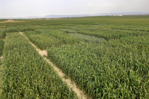 06.-Ensayos-ensilado-para-GO-CELEGAND