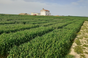 07.-Ensayos-en-febrero