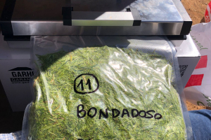 10.-Muestra-para-calidad-de-heno