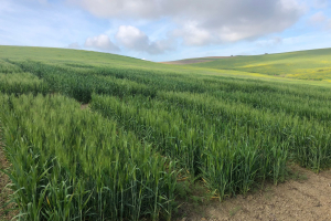 13.-Ensayos-en-marzo