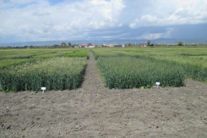 16.-Saleroso-Ballestero