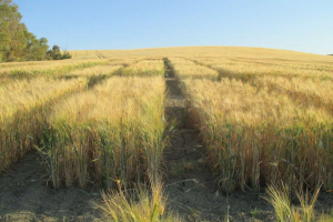 17.-Euroduro-Don-Ricardo