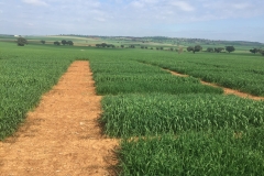 02. Ensayos de triticale para ensilado