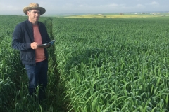 09. Producción de triticale Bondadoso