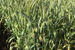 11. Variedad susceptible a roya amarilla