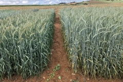 12. Triticale Valeroso junto a testigo susceptible a roya