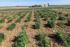 03.-Variedades-diferenciales-para-roya