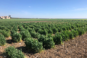 04.-Coleecion-de-lineas-del-proyecto-WHEATRES