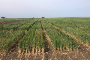 06.-Ensayos-en-espigado-con-fuerte-sequia