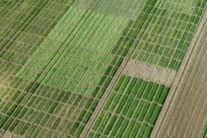 07.-Panoramica-ensayos-de-cebada