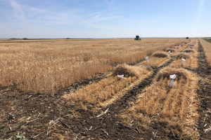 10-cosecha-ensayos-cebada