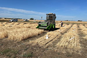 11.-Cosechando-ensayos-cereal