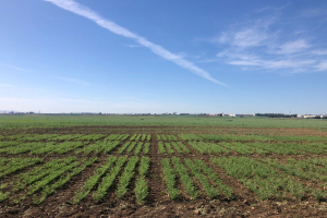 12.-Ensayos-de-garbanzo