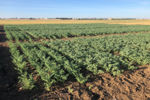 13.-Ensayos-garbanzo-en-Ecija