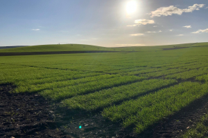 15.-Ensayos-en-febrero