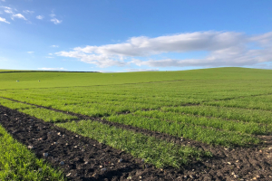 16.-Ensayos-en-regadio