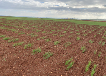 02.-Vivero-enfermedades-naciendo