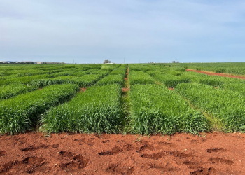 05.-Ensayos-con-cebadas