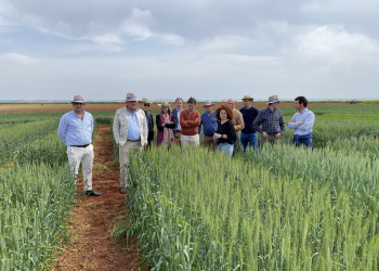 06.-Visita-a-ensayos-de-trigo-harinero-TRICABLAND-en-Ecija
