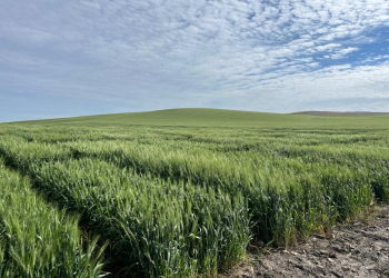 08.-Ensayos-en-regadio-de-Ecija