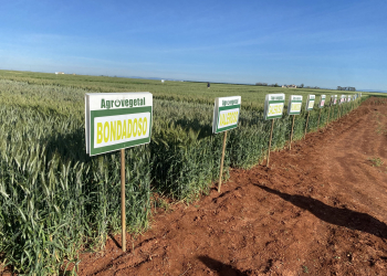 11.-Bandas-de-triticale