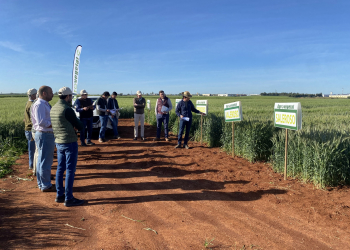 13.-Triticales-lideres-en-el-mercado