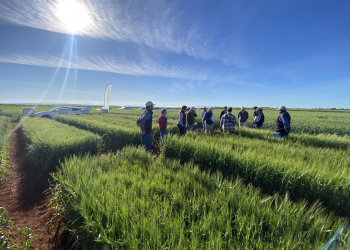 14.-Visita-a-los-ensayos