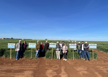 16.-Nuevos-trigos-duros-de-Agrovegetal
