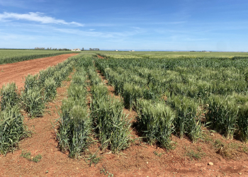 17.-Vivero-proyecto-WheatRes