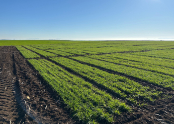 01.-Ensayos-naciendo