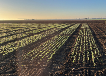 02.-Ecija-ensayo-guisantes
