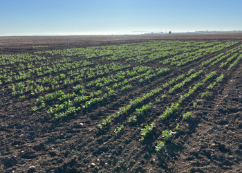 03.-Ensayos-haboncillos