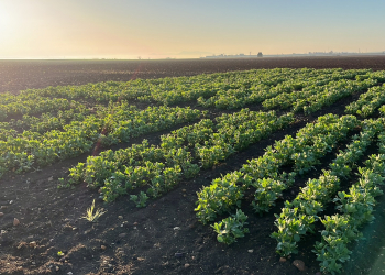 04.-Ecija-ensayo-habas