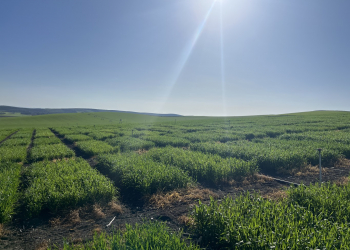 05.-Ecija-riego-ensayos-nascencia