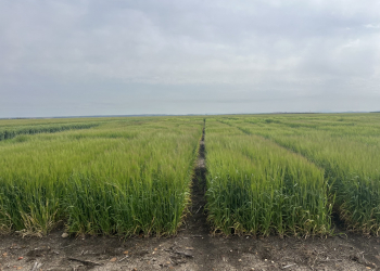 06.-Ecija-ensayo-cebadas-1