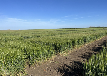 07.-Ecija-ensayos-duros-espigado-1