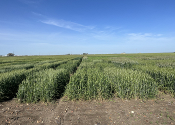 08.-Ecija-ensayos-espigado-2