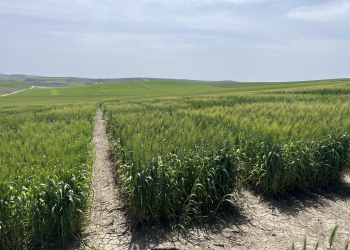 09.-Ecija-riego-ensayos-espigado