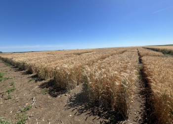 13.-Ecija-ensayos-madurez