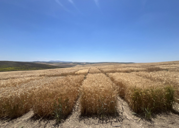 14.-Ecija-riego-ensayos-madurez