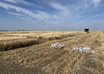 15.-Ecija-ensayos-cosecha-1